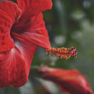 Hibiscus Honey
