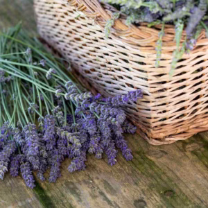 Lavender Aloe